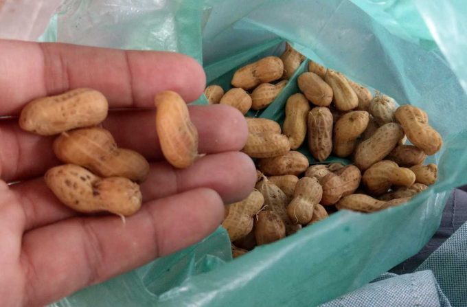 peanut2 peanut2